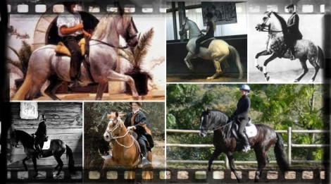 BeFunky_BeFunky_horseabusecollage
