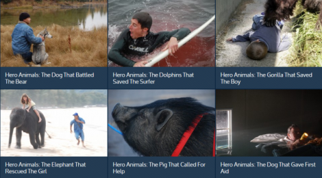 Hero Animals